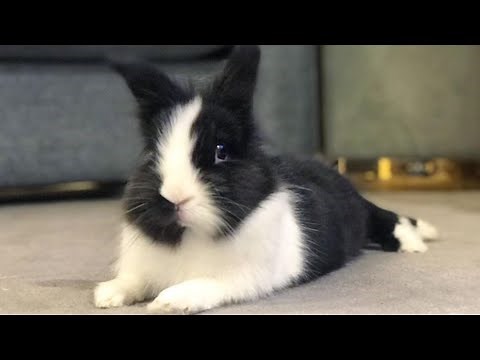 Cute Dutch Bunny - Dutch Rabbit Playing - Funny Bunnies Videos - Funny Baby Bunnies - Dutch Bunnies