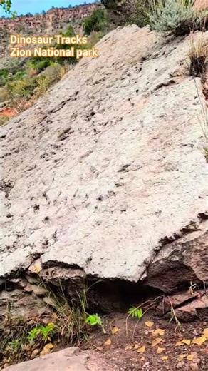 🦖 Dinosaur Tracks - Zion National Park