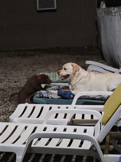 Exciting Growth of Black Rock Labrador Pups