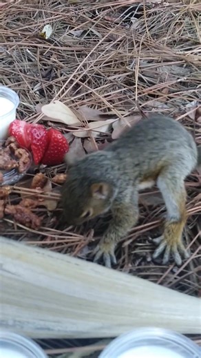 I once found a baby squirrel outside the patio at an Outback. They were doing construction across the street and knocked down the trees and the Mommy squirrel disappeared. I found this squirrel trying to get scraps out of a soup can. So, the server brought me some strawberries and pecans and I went and brought it the food. It let me pet it very briefly (I had only pet one other one, one time in my life)... This little squirrel was probably so hungry it didn't care that I was petting it. Until th