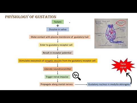 Sense of taste (Gustation)