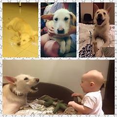 9.5K views · 483 reactions | Adopter Update: Dear Sally, We were...