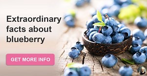 Blueberry - interesting facts about the native plant of North America