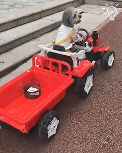 7.1K views · 180 reactions | Pets can't speak but they know everything | Survivor Outdoor Learning | Facebook