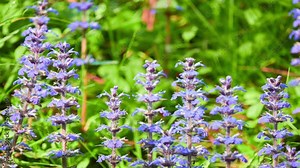 Ajuga reptans is commonly known as bugle, blue bugle, bugleherb, bugleweed, carpetweed, carpet bugleweed, and common bugle, and traditionally but less commonly as St. Lawrence plant. Stock Video