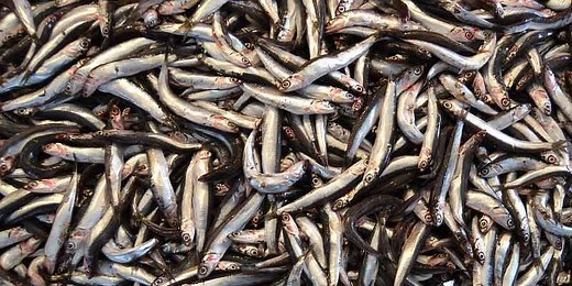 Can You Freeze Anchovies? Freezing Guide - Pantry Tips