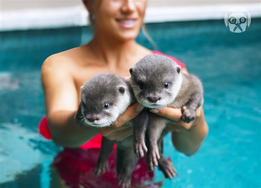 35K views · 875 reactions | Nutrias nadando en la piscina | Trucos Panda | Facebook