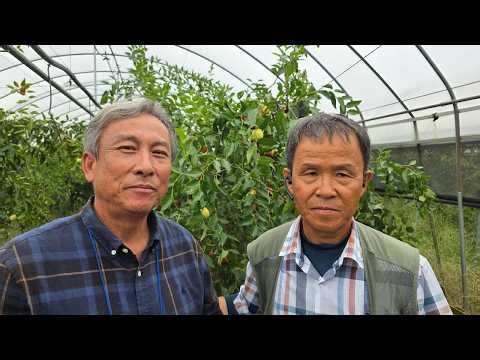 조생종 추황대추 춘천대추작목반 부여 선진지견학 송림농원 기술지도