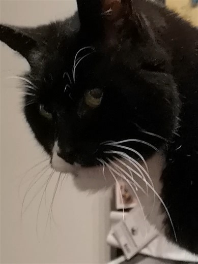 Subversive Smurf (@subversivesmurf)’s videos with original sound - ThatBoyBlasian