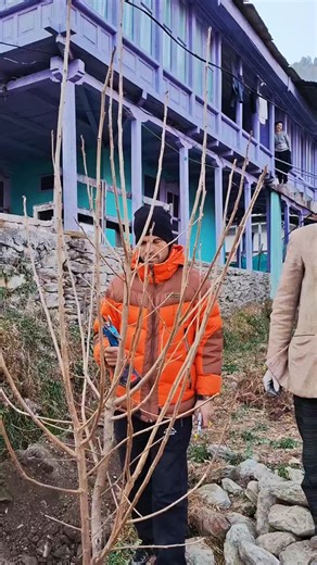 Organics Himalaya | 2/3 year's persimmon plants cutting/pruning full video ...82191 66815 | Instagram