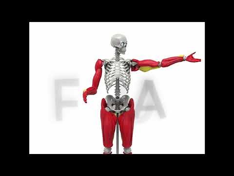 Be Amazing Toys Interactive Human Body distributed by Outset Media