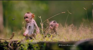 67K views · 2.4K reactions | Disneynature invites you to share one family's incredible story with your family. See Monkey Kingdom April 17th! | Disneynature | Facebook