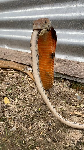 45K views · 255 reactions | U1ar king cobra vs u1ar python | Amar pd | Facebook