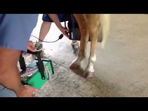 Obtaining the DMPLO (medial oblique) view of the hock