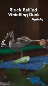 29 reactions | Black-bellied Whistling Ducks may be named after their...