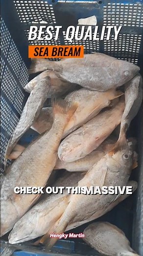 Buying 100 lbs of Sea Bream at the Fish Market – Fresh Catch Straight from the Boat! #SeaBream