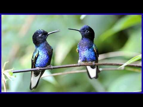 The Amazing Hummingbird:Jewels of the Sky : Stunning Hummingbirds in Action