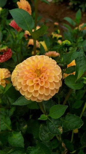 🌸 Dahlia Flower Collection 🌸