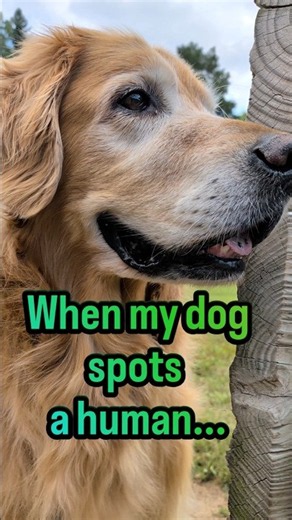 When My Dog Spots a Human...