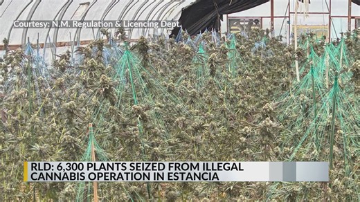 Officials seize estimated 6,300 cannabis plants from illegal marijuana operation in Estancia