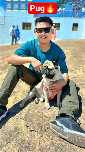 Pug Dog Barking | (Pug Dog) #pug #dogbarking #pugdogbarking #animallover #youtubeshorts