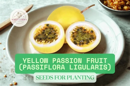 30 Yellow Passion Fruit Seeds – Sweet Granadilla (passiflora Ligularis) – Tropical Vine Seeds for Planting - Etsy
