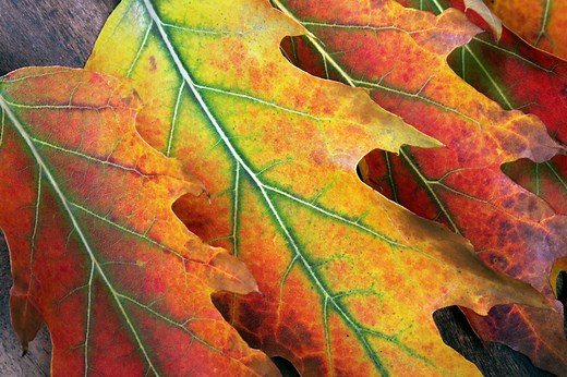 10 Fun Facts About Fall