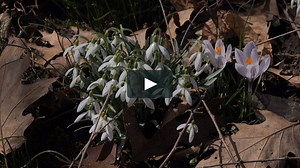 Sony FDR AX100 4K Test Video: Cinematone Comparison Outdoors