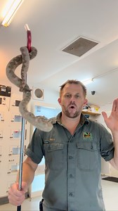 Slow motion Eyelash Viper strike Love this Snake, full of attitude 🐍 . . . . . . . . . . . . #venom #venomous #snake #reptile #australianreptilepark | Billy Collett
