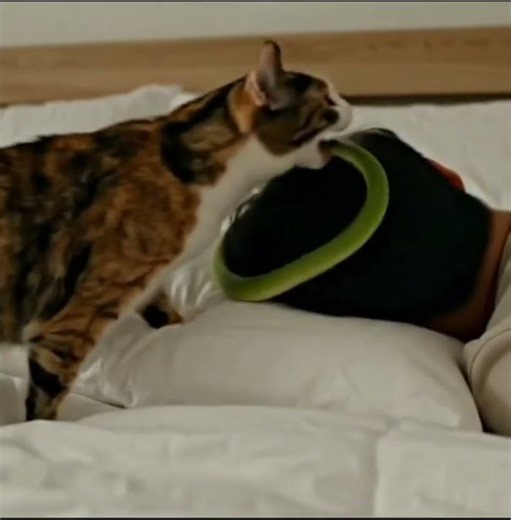 달냥이의 선물 The Ultimate Cat Surprise! 🎁