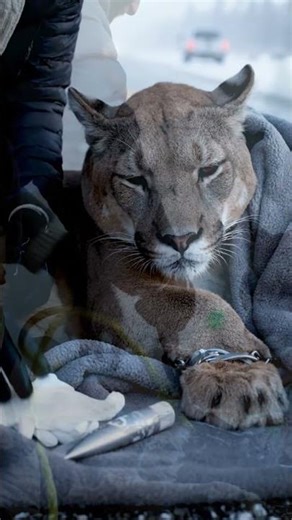 Mountain Lion Rescue #animals #animalrescue #wildlife #animalsvideo
