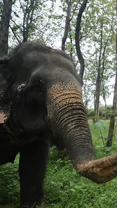 656K views · 7.5K reactions | The Gajsevaks were welcomed with open hearts and began their journey with the Maha Aarti, a sacred start to the Sammelan. They explored Vantara, met animal residents, learned about the Animal Ambulance, and visited the Elephant Hospital. A day of discovery, care and new friendships. [gajsevak sammelan, elephants, gajsevak sammelan 2025, caregivers, wildlife, wild animals, vantara] | Vantara | Facebook