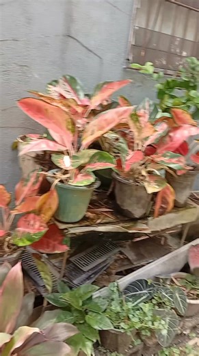 Nice weather and nice plants #niceweather #plantsmakepeoplehappy #agloenema | Zian Jace