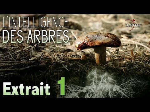 L'Intelligence des Arbres // Extrait 01 // VF