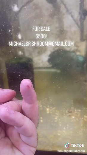 Hank bit me yesterday. For sale! $500 USD! #forsale #flowerhorn