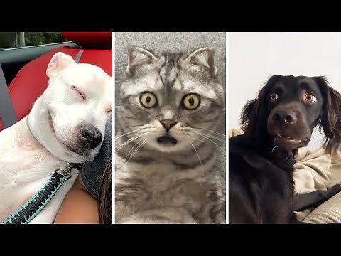 PART 2 Funniest Videos 🤣 | Cat & Dog Videos 2025