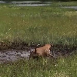 578K views · 4.4K reactions | Pitbull VS Porcupine - Porcupine Attack Dog Who Will Be The Winner | MAX Nature | Facebook