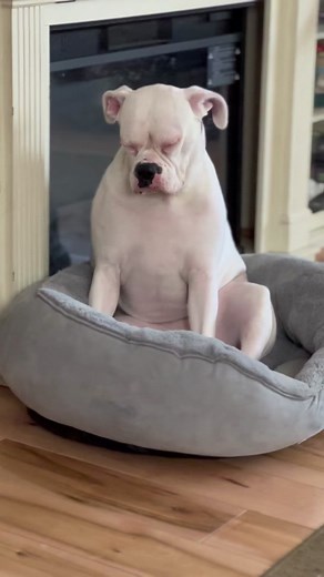 Layla the White Boxer Tries to Resist Napping - Cute Boxer Dog Videos
