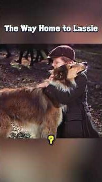 When the dog was sold to a wealthy owner, he walked 700 miles to find his original master.🐕