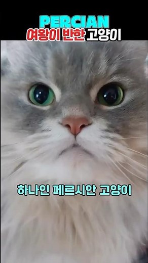 400년 전통, 페르시안 고양이의 기원 #페르시안고양이 #고양이역사 #고양이품종 #고양이전설 #고양이사랑 #persiancat #쇼츠 #shorts #멍냥뭉