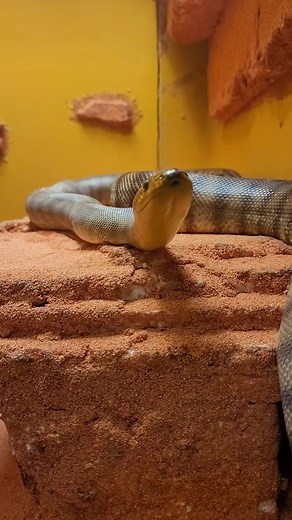 Have you ever wondered why snakes put their tongues out? Snakes use their tongues to deliver information to their Jacobson organ, an organ at the base of the nasal cavity (roof of their mouth) that allows them to smell, taste and process their surroundings. Here are some of our snakes in the HerpAquarium checking out their surroundings. #snakes #louisvillezoo #zoo #zoosoftiktok #fyp