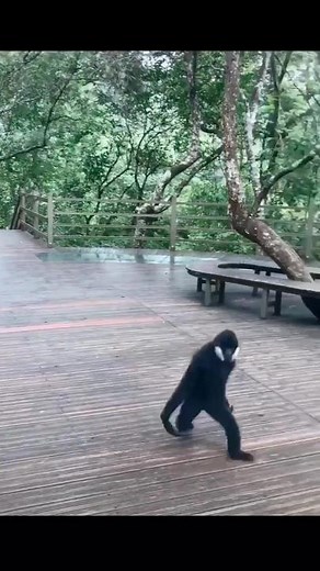 Error#animals #Gibbon #mokey #chimp