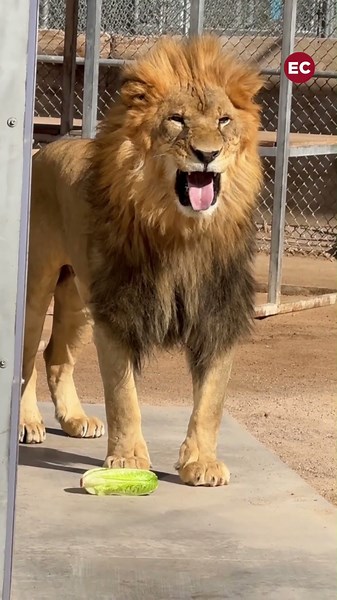 Un león come lechuga por primera vez y su reacción se vuelve viral