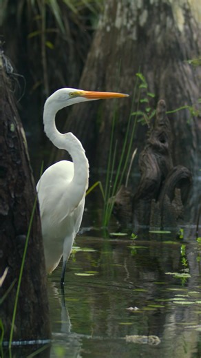 Explore the Everglades National Park Adventure