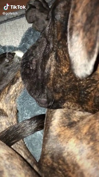 Funny Cartoon Snores Compilation