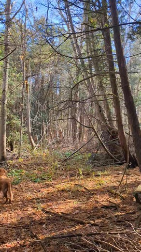 13 reactions | Finally getting our vacuum lines set up. As our old lines get to end of use we will switch them to the new lines. This will take 3 years but will greatly increase production. | Maple Heights: The Brays | Facebook
