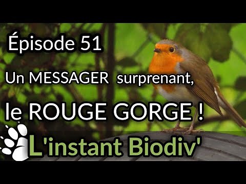 Ep51 A surprising messenger, the familiar throat red!