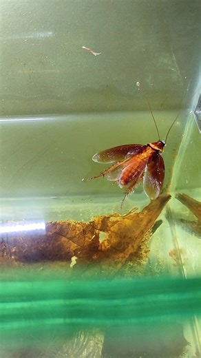 Make A Choice #cockroach #story