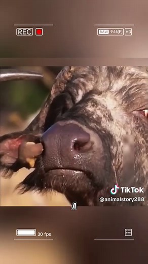 Discover the Fascinating Vampire Bird Species