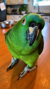 249K views · 27K reactions | Wait One Second 列 Did You See Me Today  #tags #TalkingParrot #KitchenMoment #FunnyReels #ScrollWithMe #LikeShareComment #RealPhoneVideo #DailySmile #FacebookReels #ViralReels #WatchAndSmile | Smile of Prosperity | Facebook